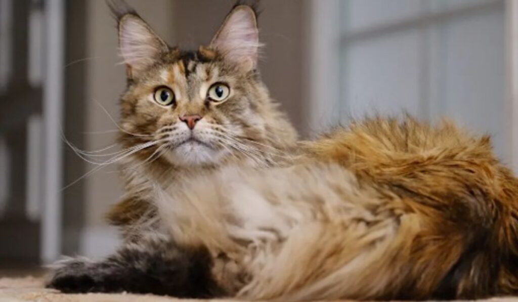 munchkin cats